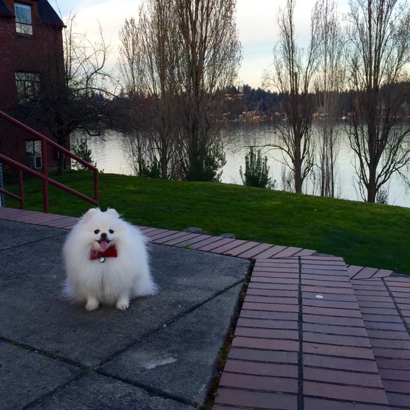 Meet your Posher, Arabella - Picture 6 of 8